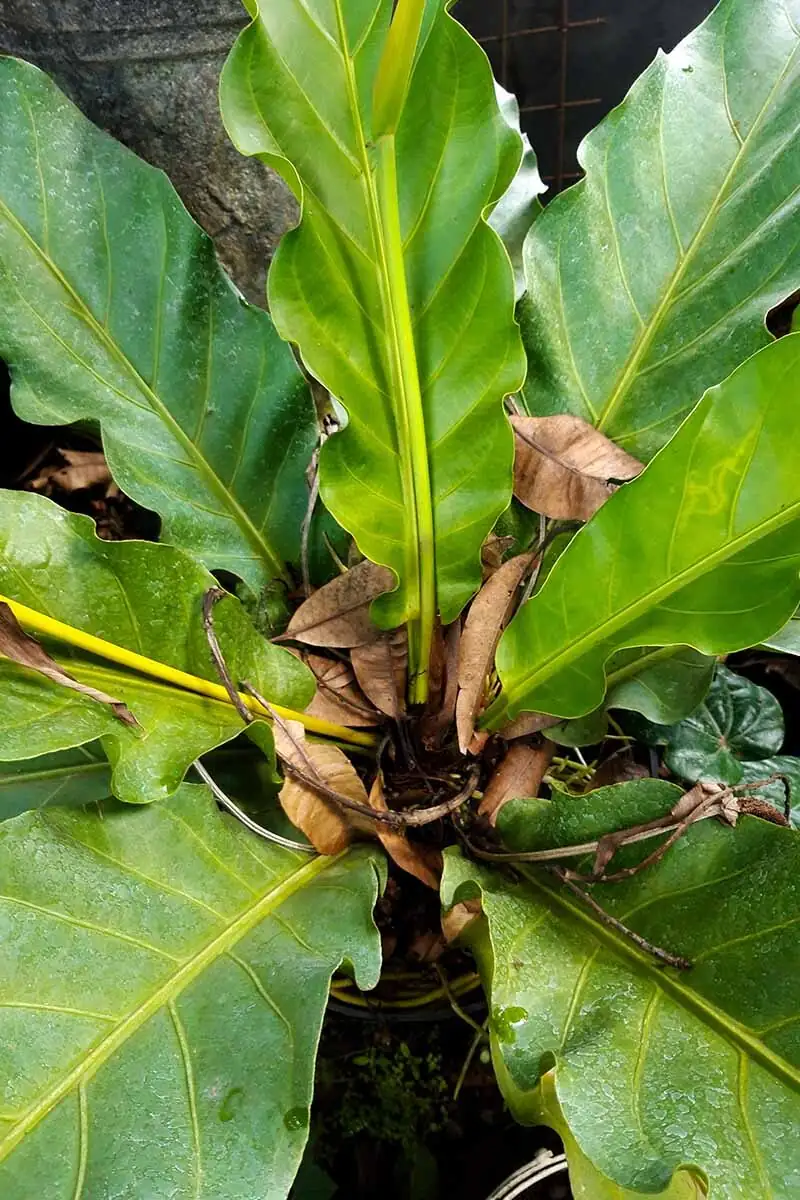 anthurium yellow leaf close-up