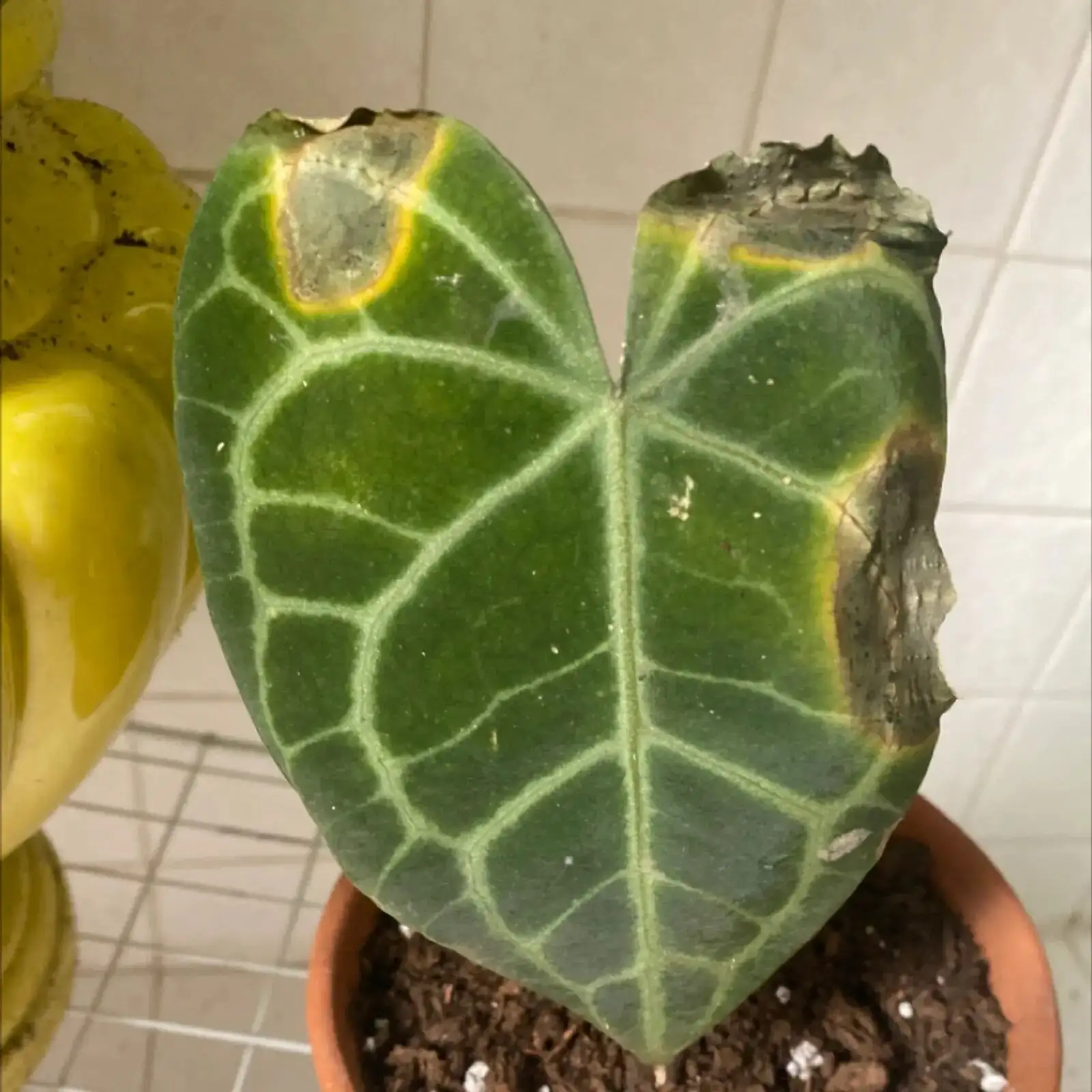 anthurium brown leaf tips close-up