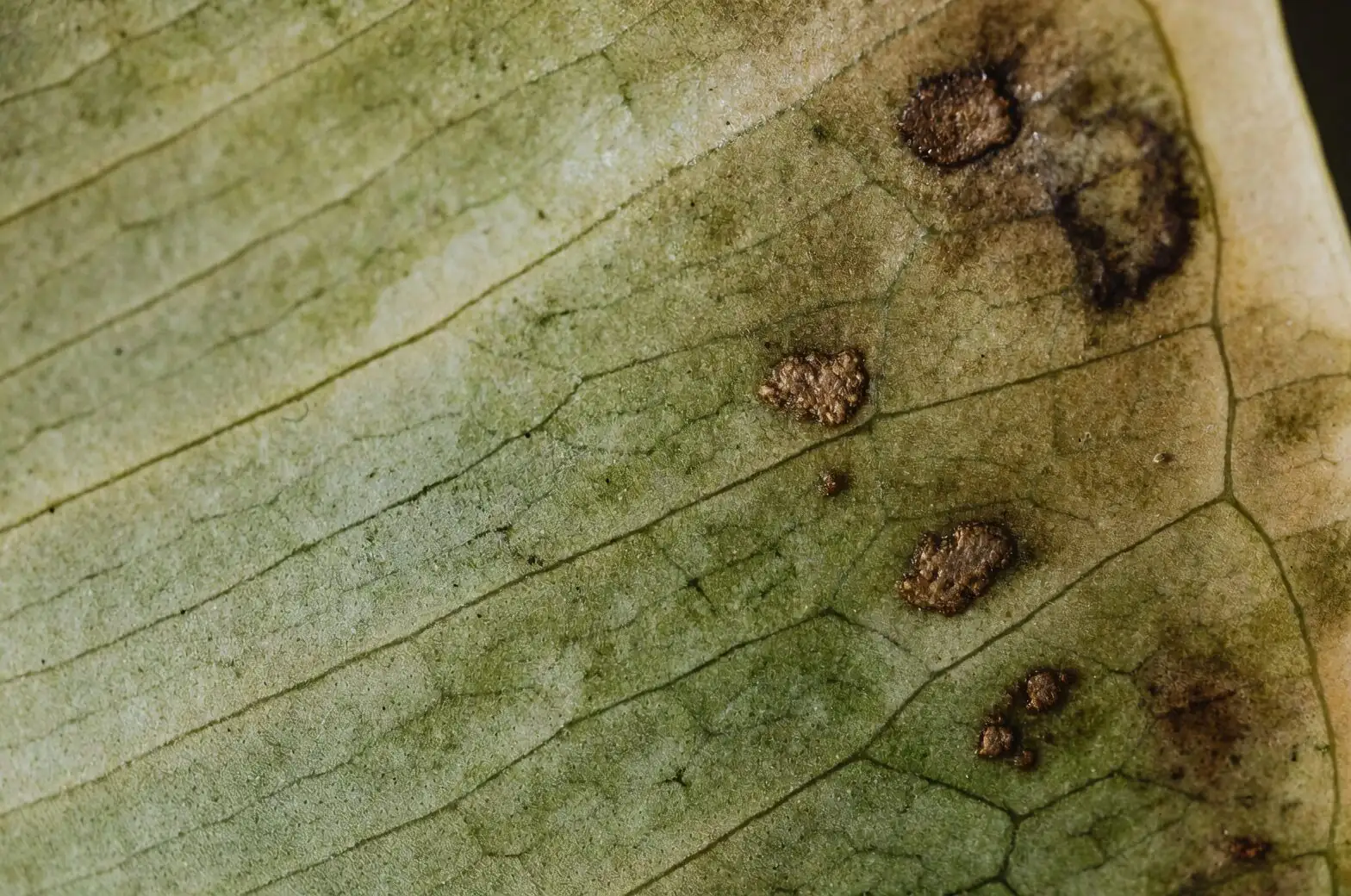 anthurium leaf spot disease close-up