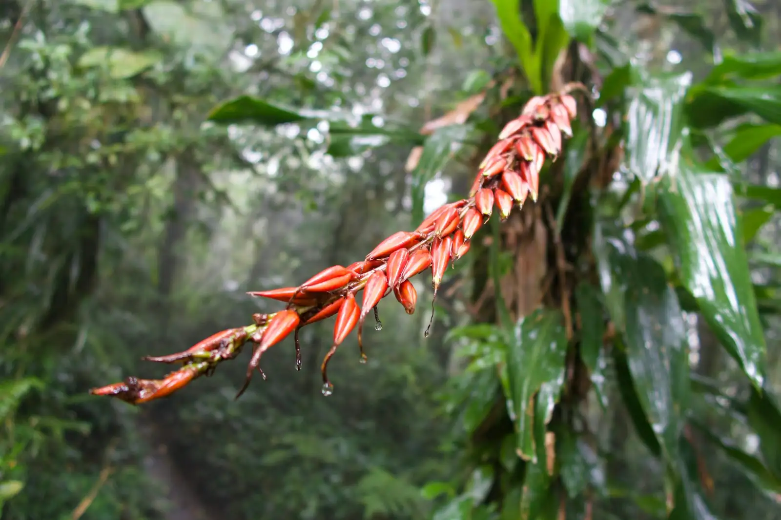 From Andean Cloud Forests to Hotel Lobbies: The Wild Journey of the Painter’s Palette