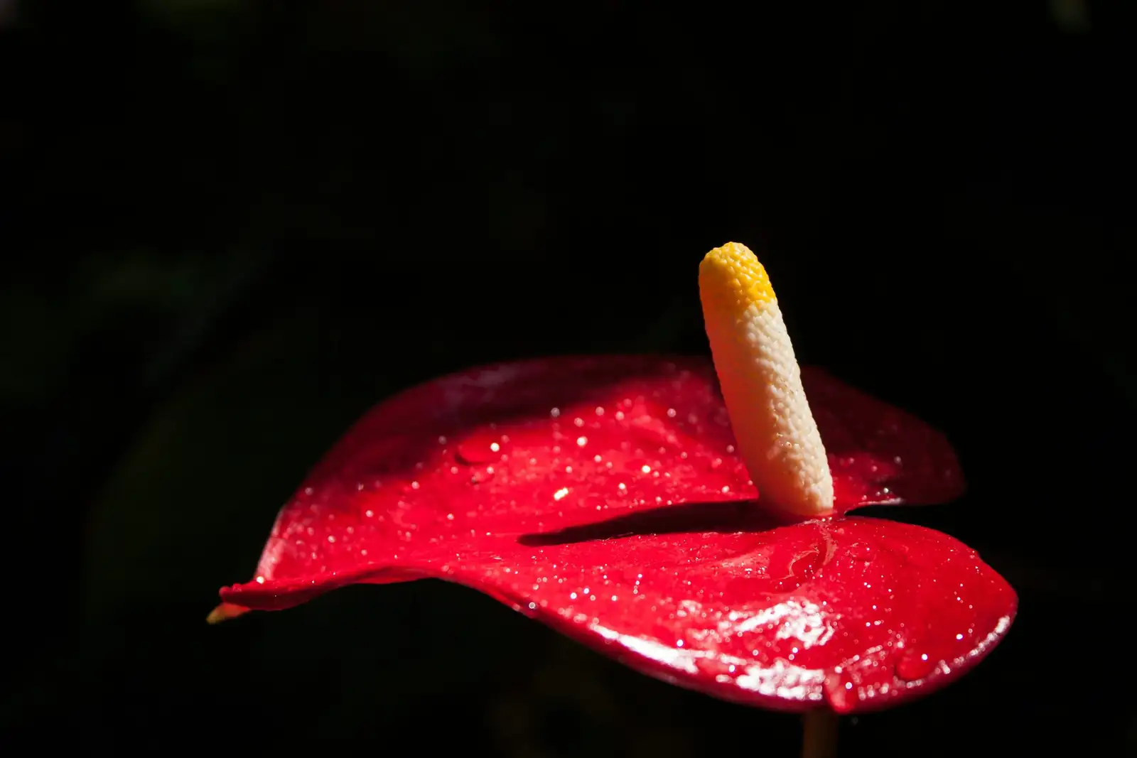 anthurium indoor bright window