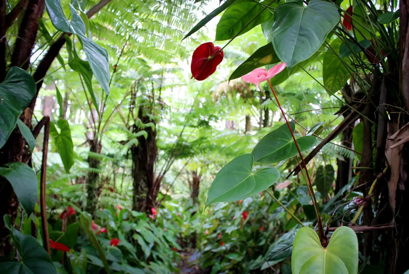 anthurium farm Hawaii shadehouse