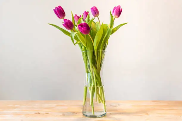 anthurium hydroponic glass vase