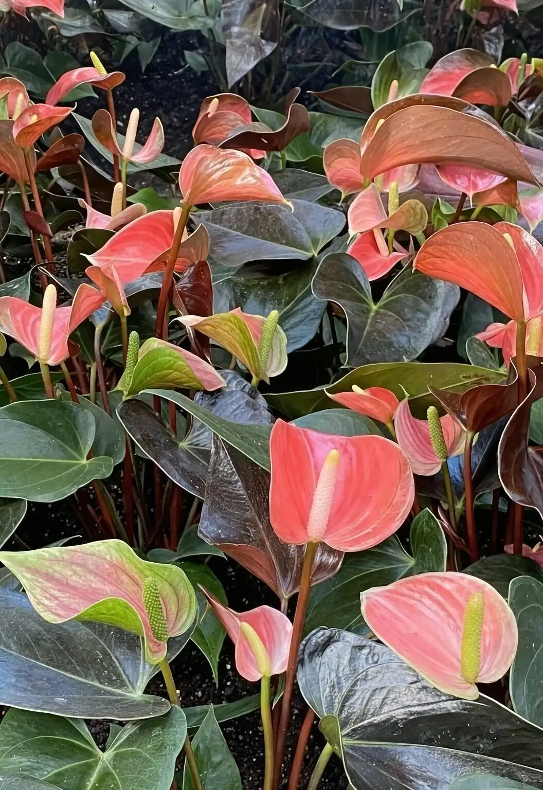 anthurium spathe color varieties