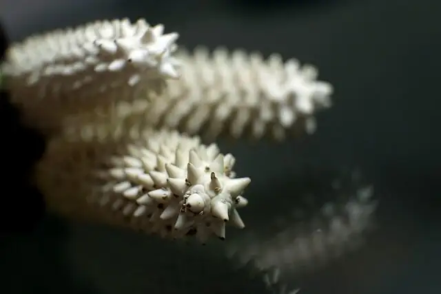anthurium spadix pollen macro