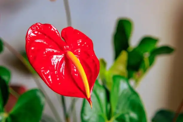anthurium cut flowers vase