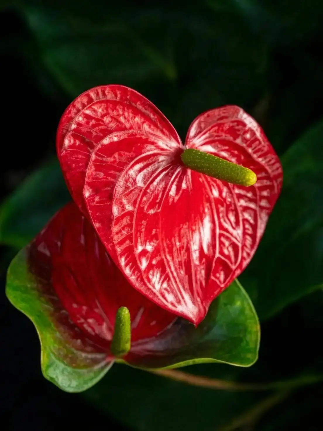 anthurium heart-shaped spathe close-up