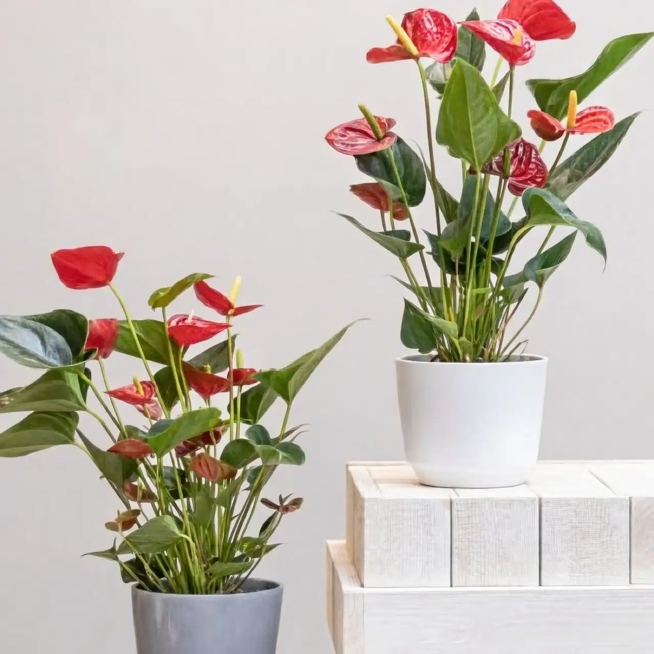 pair of red anthuriums living room