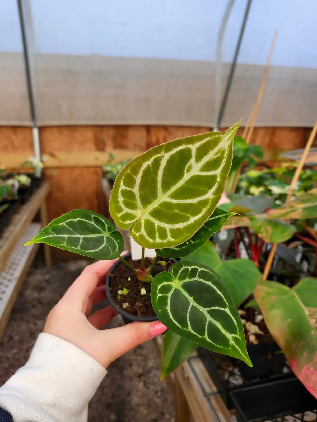 anthurium node cutting sphagnum moss