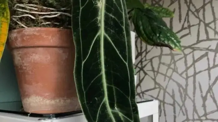 anthurium crown above soil pot