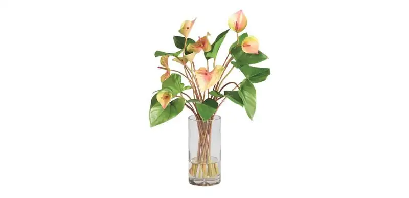 Grow It in Water!? A No-Soil Anthurium Experiment for Crystal-Clear Vases