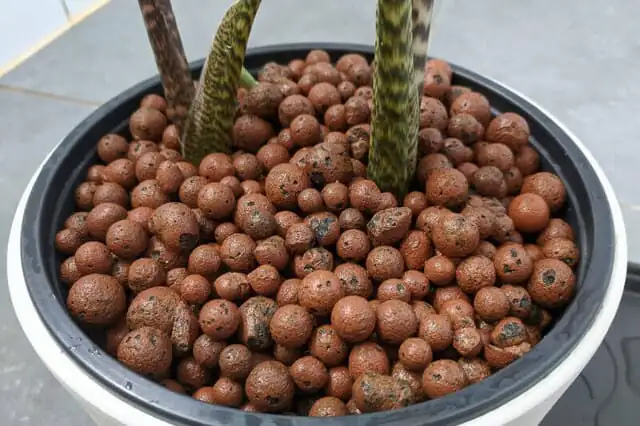 anthurium in LECA net pot