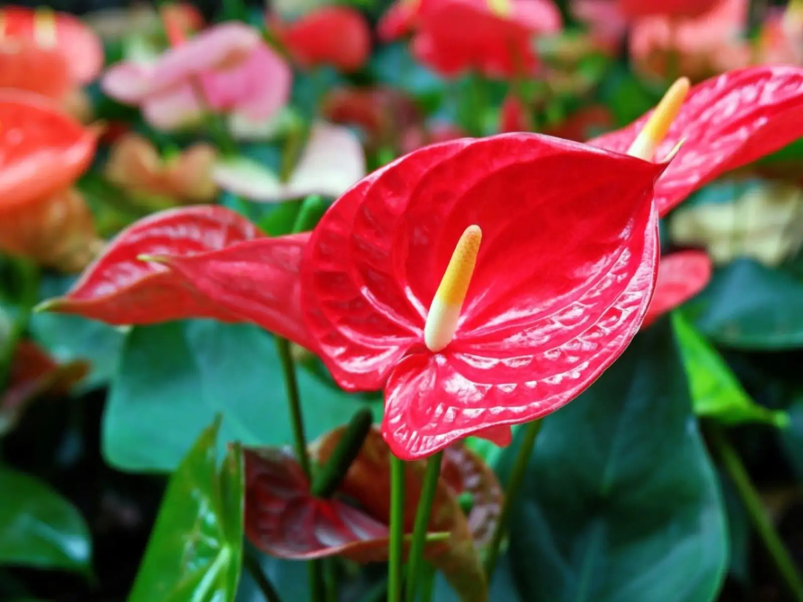 adding nutrients to anthurium vase