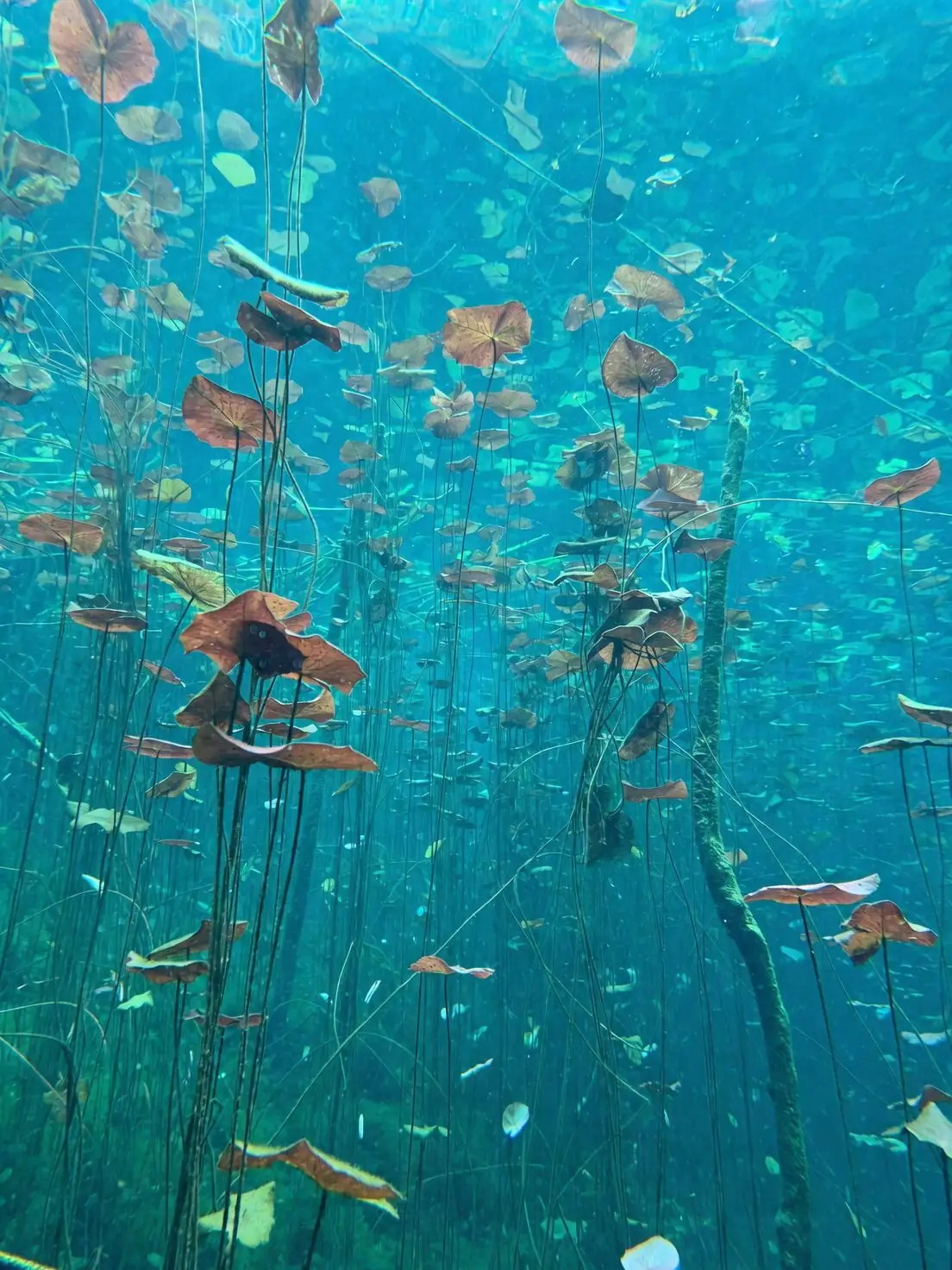 anthurium stem recut under water