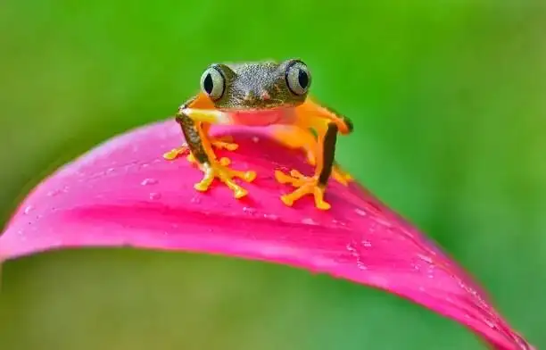 arranging anthuriums with flower frog