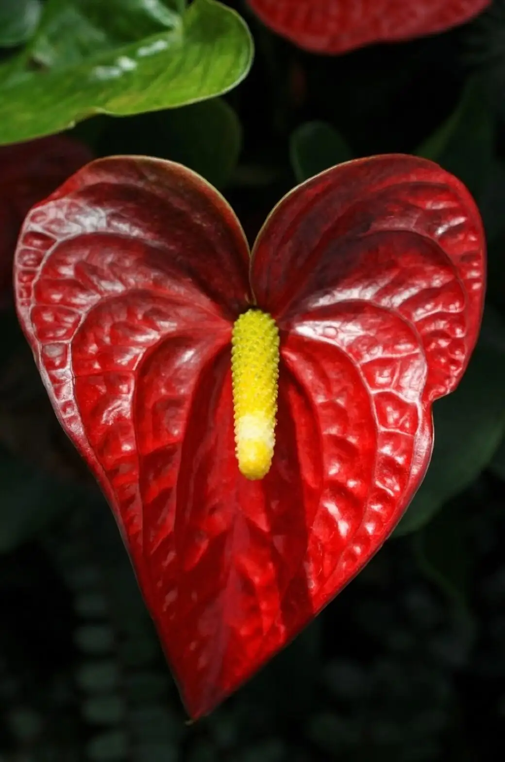 anthurium red spathe close up