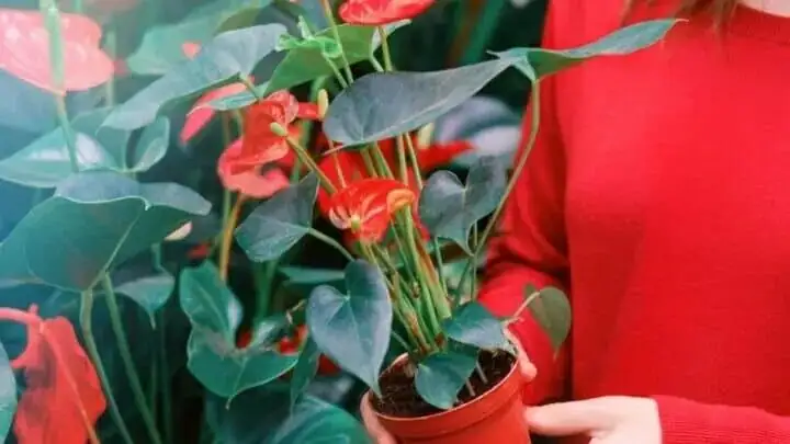 anthurium repotting roots close up
