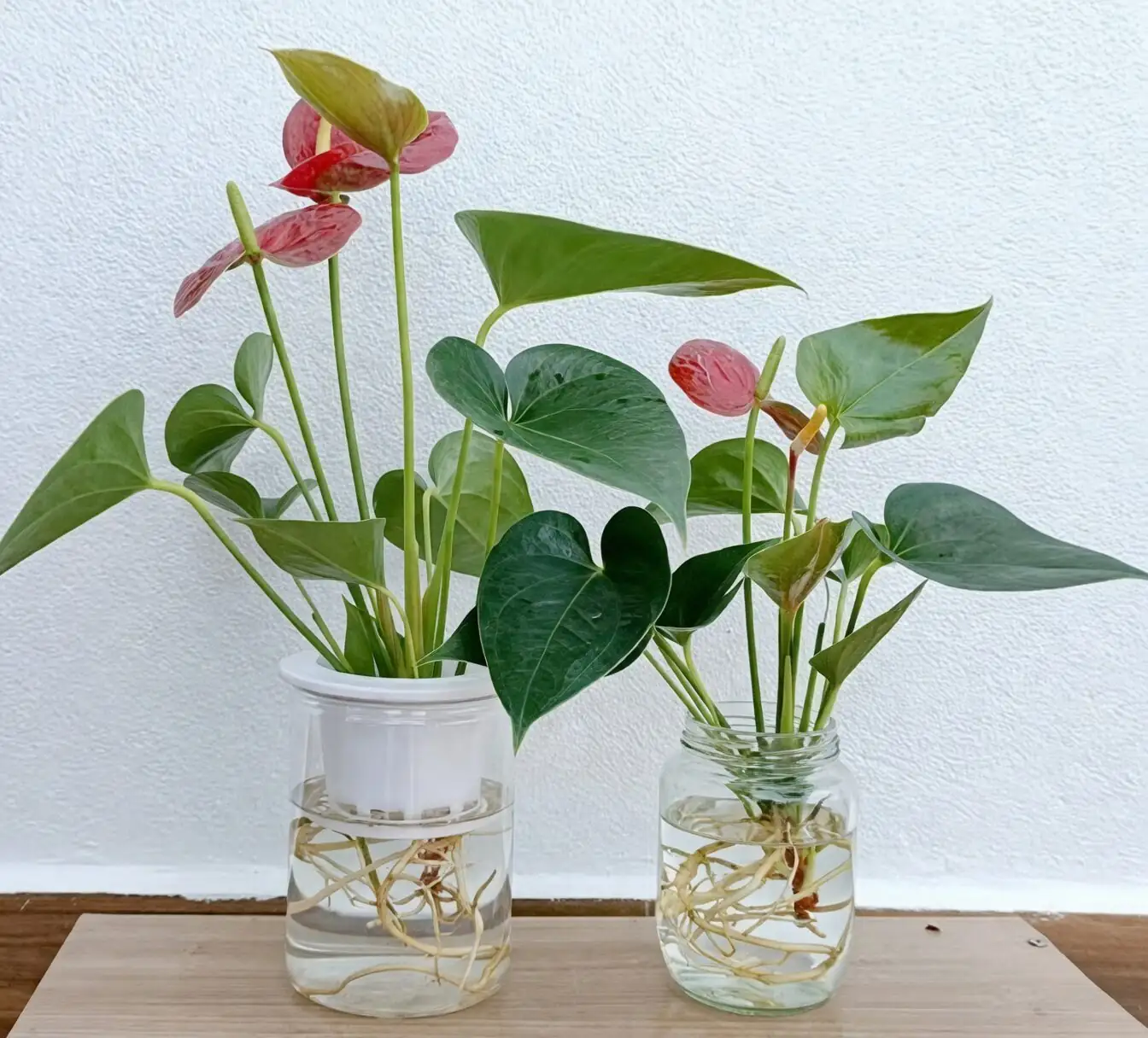 anthurium hydroponic roots glass jar