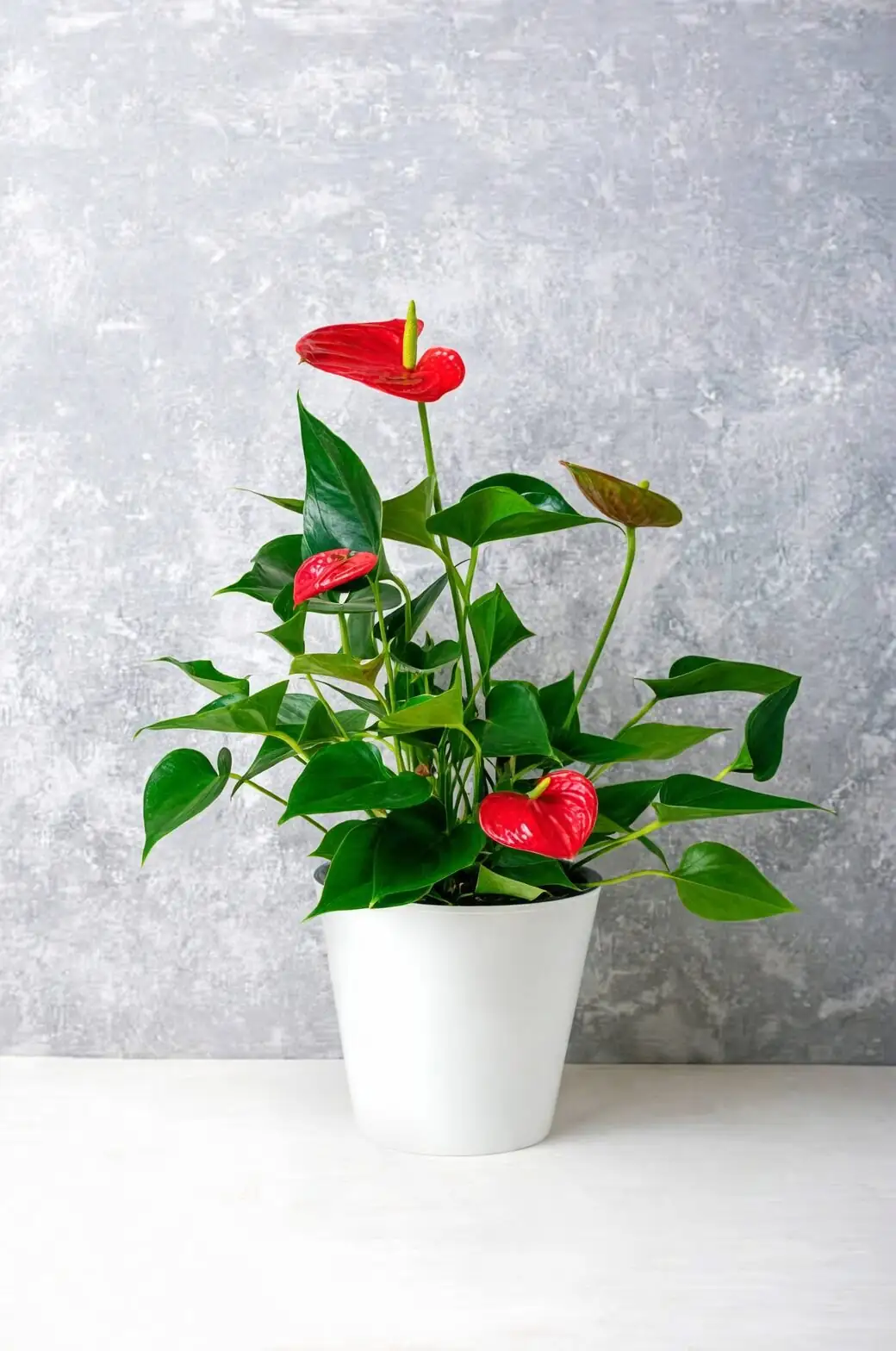 Pretty but Peppery: Anthurium Safety for Kids and Pets (And Where to Place It)