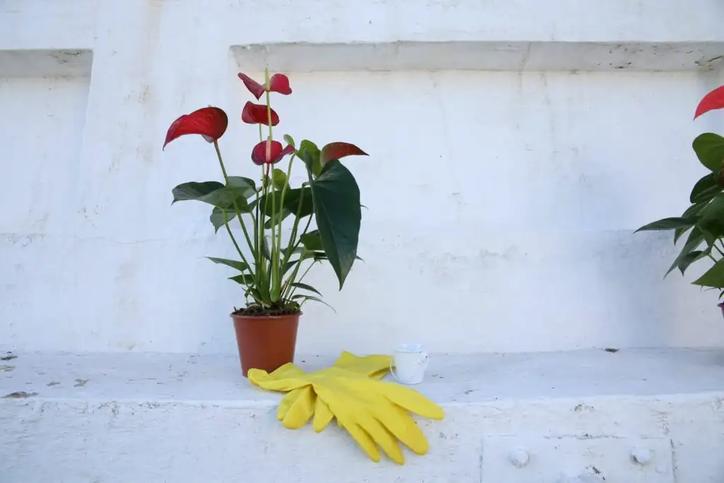 anthurium pruning with gloves