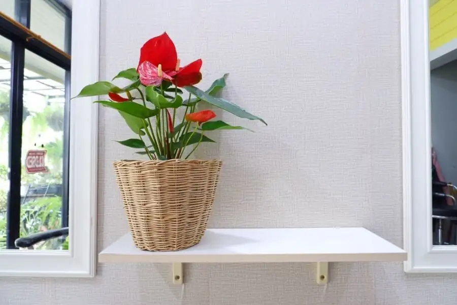 Air Over Peat: Build the Perfect Aroid Mix for Anthuriums (Bark, Coir, Perlite Ratios)