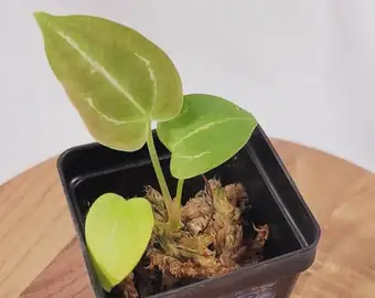 anthurium slotted nursery pot cachepot