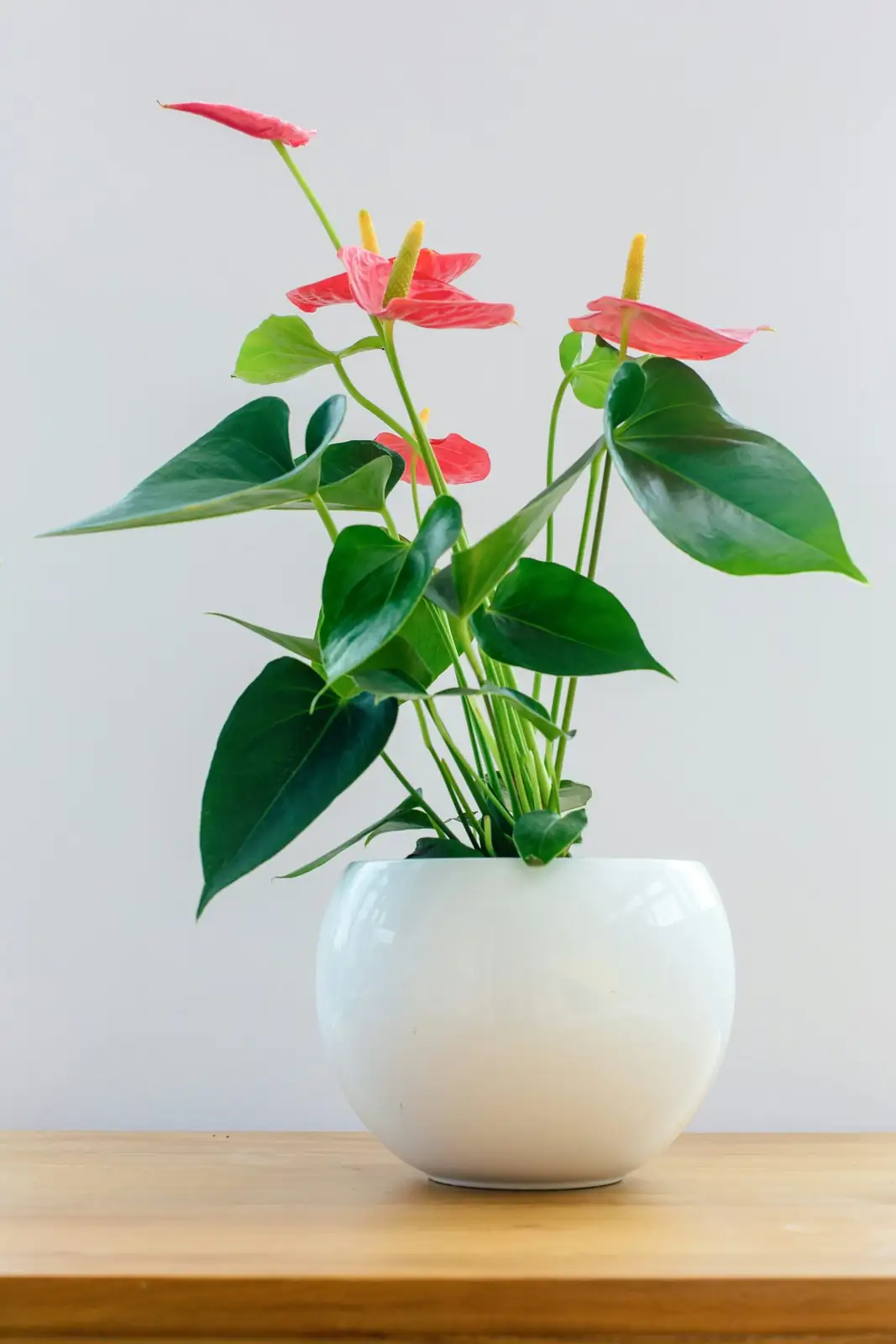 anthurium pebble tray humidity