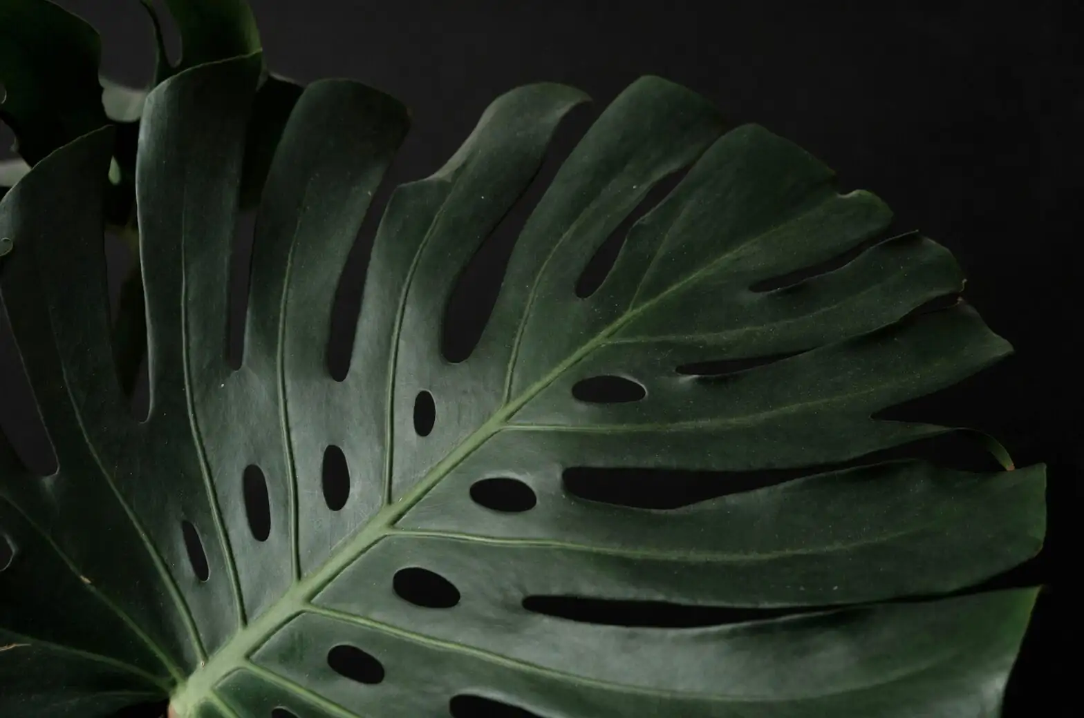 anthurium leaf tip browning close up