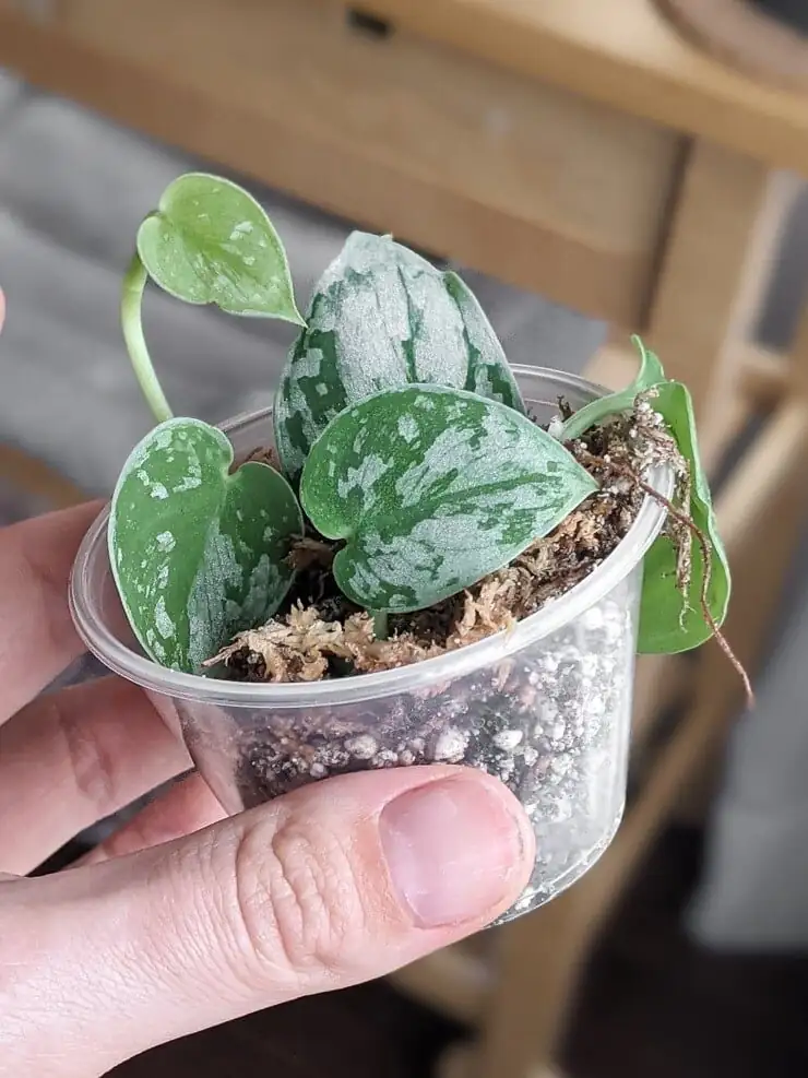 anthurium sphagnum cup propagation