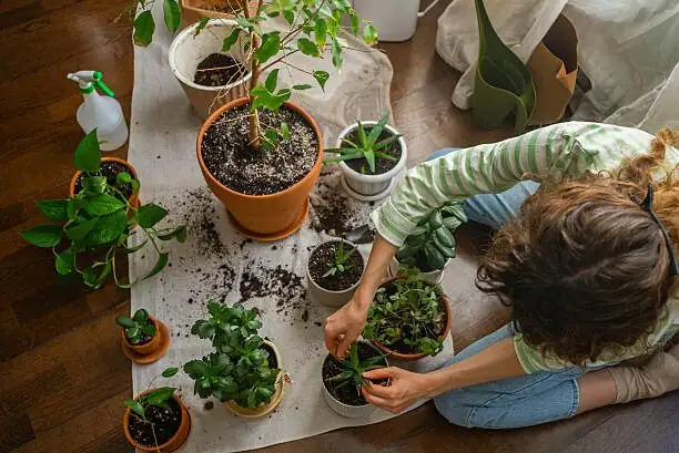 anthurium repotting airy mix hands