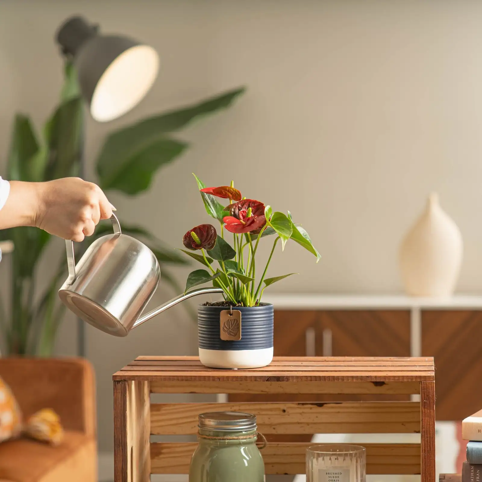 anthurium watering can indoor
