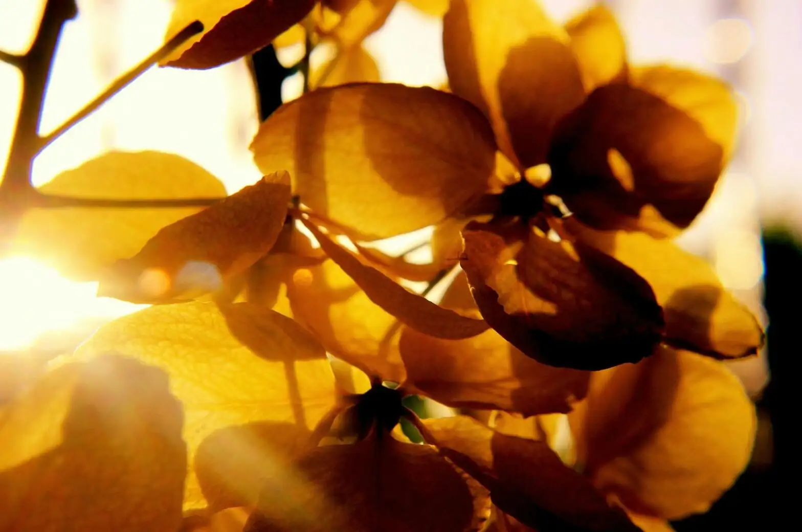 Bright, Not Blazing: The Light Sweet Spot That Makes Busy Lizzie Bloom for Months
