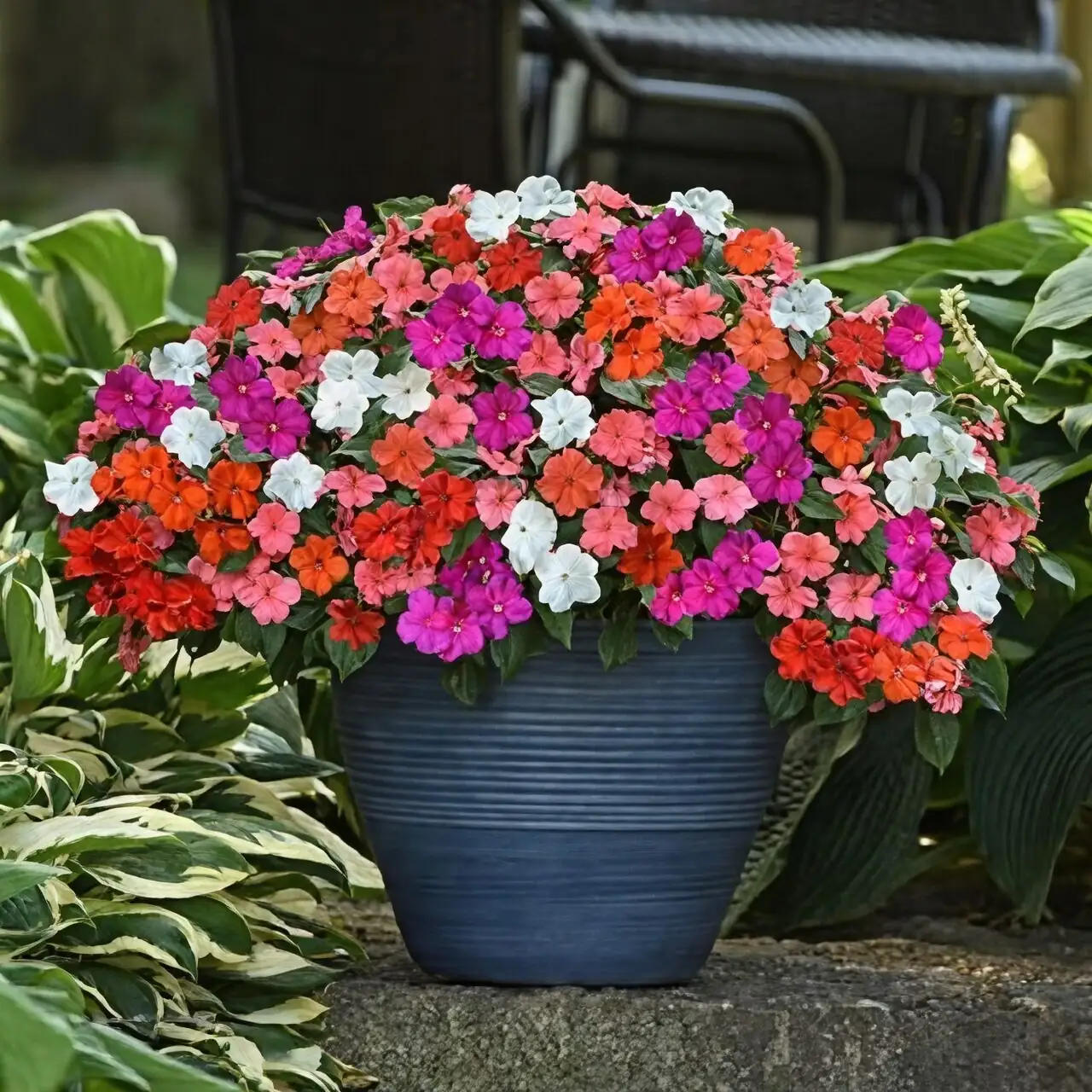 busy lizzie window box east