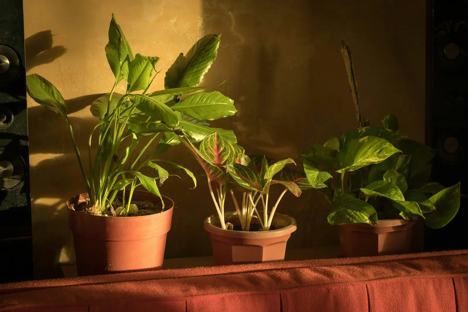 busy lizzie three plants pot