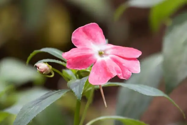 impatiens yellowing leaves close up