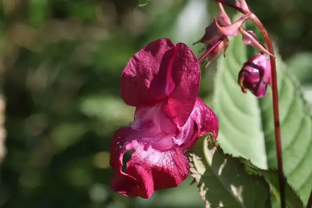 impatiens leggy stems low light