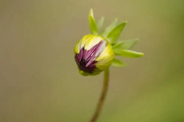 impatiens bud drop close up