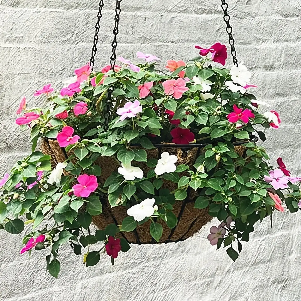 Tiny Terrors and Fuzzy Foes: Beating Aphids, Spider Mites, Gray Mold (and Downy Mildew) on Impatiens