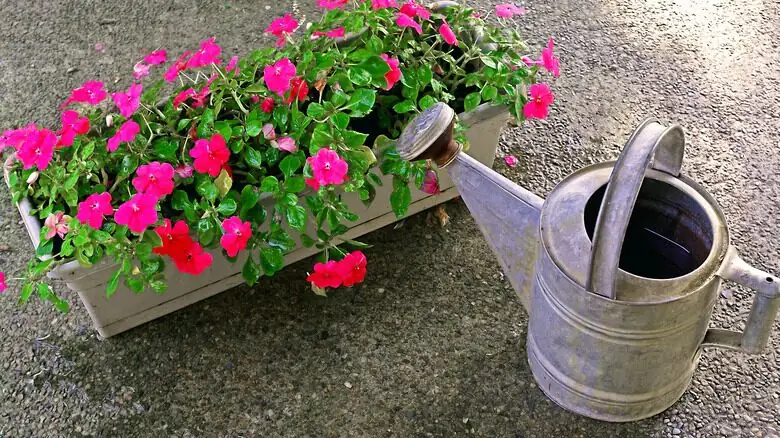 impatiens watering soil level