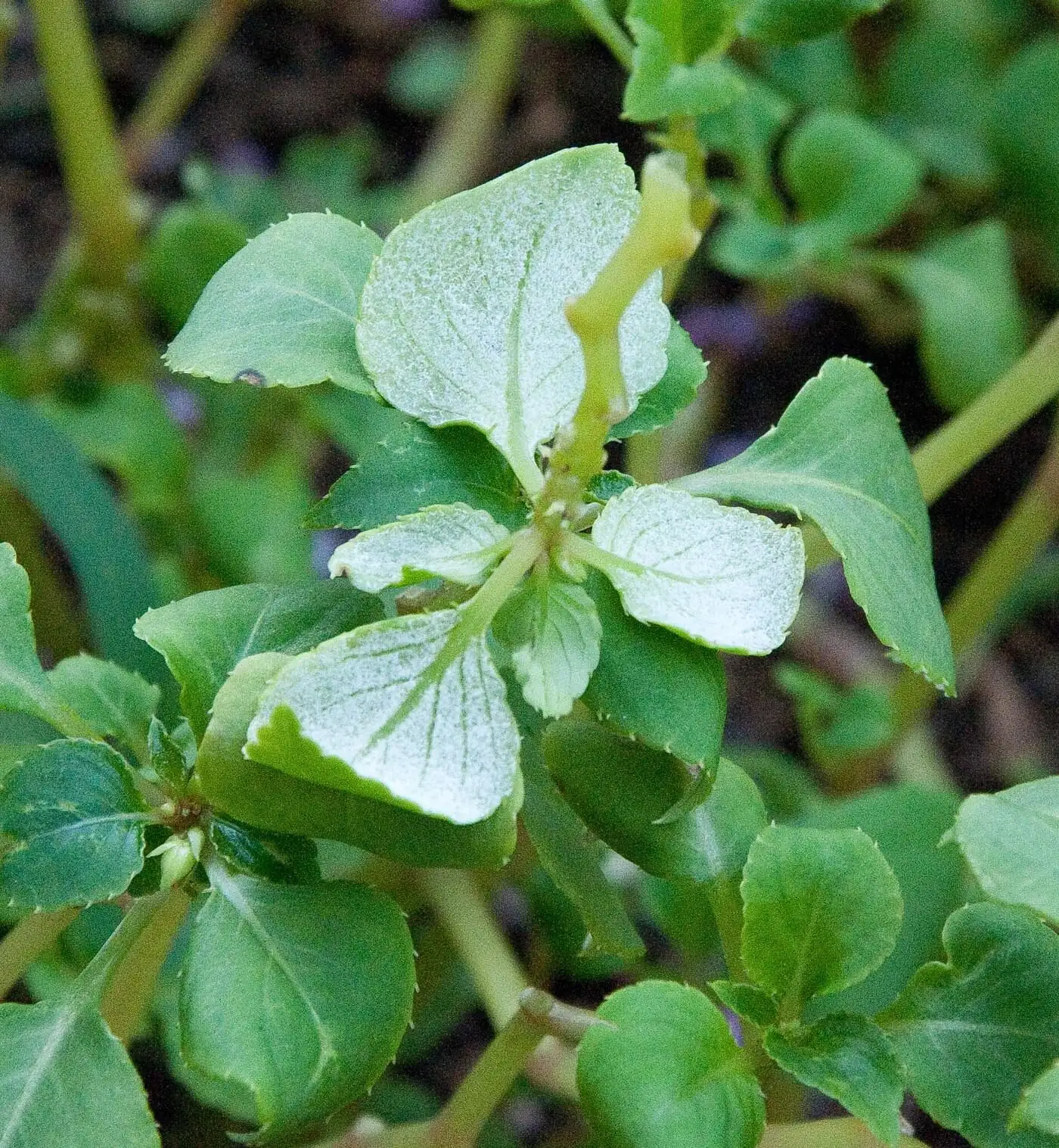 impatiens downy mildew underside leaf