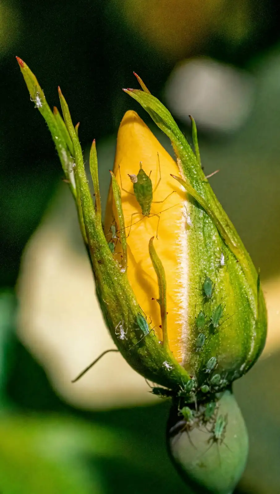 impatiens aphids on new growth