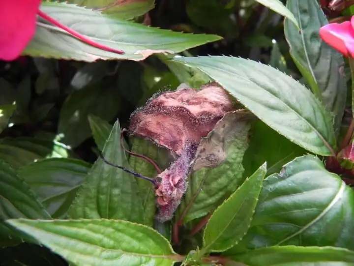impatiens gray mold on petals