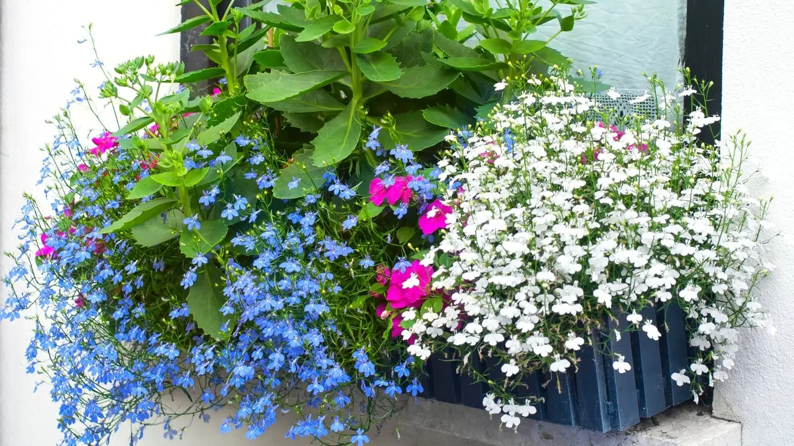 From East African Shade to Global Window Boxes: The Wild Journey of Impatiens walleriana