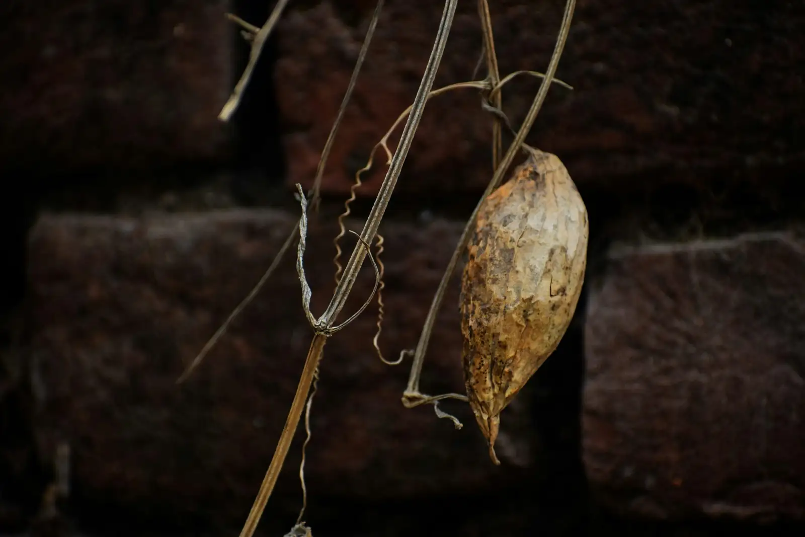 impatiens seed pod bursting hand