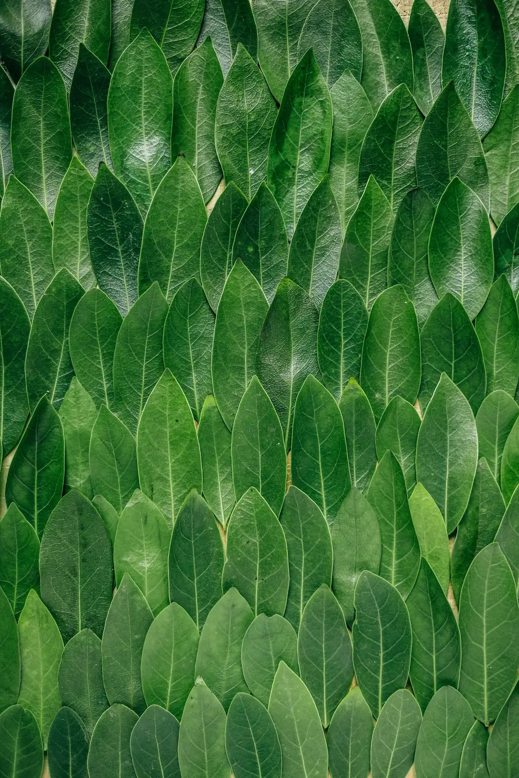 New Guinea impatiens broad leaves