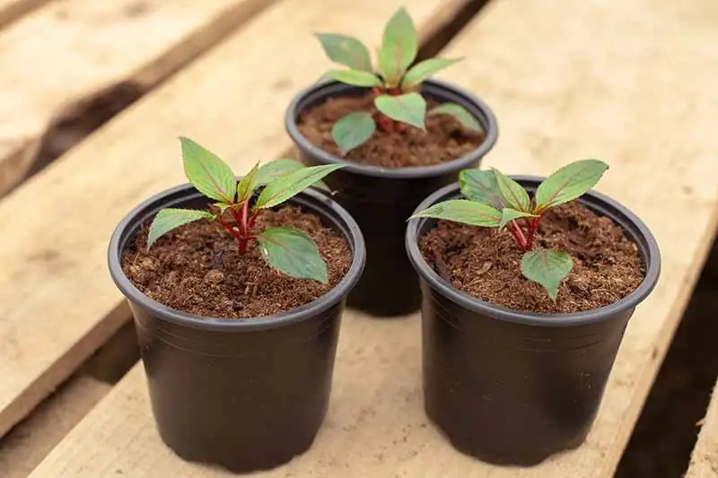 impatiens cuttings rooting tray