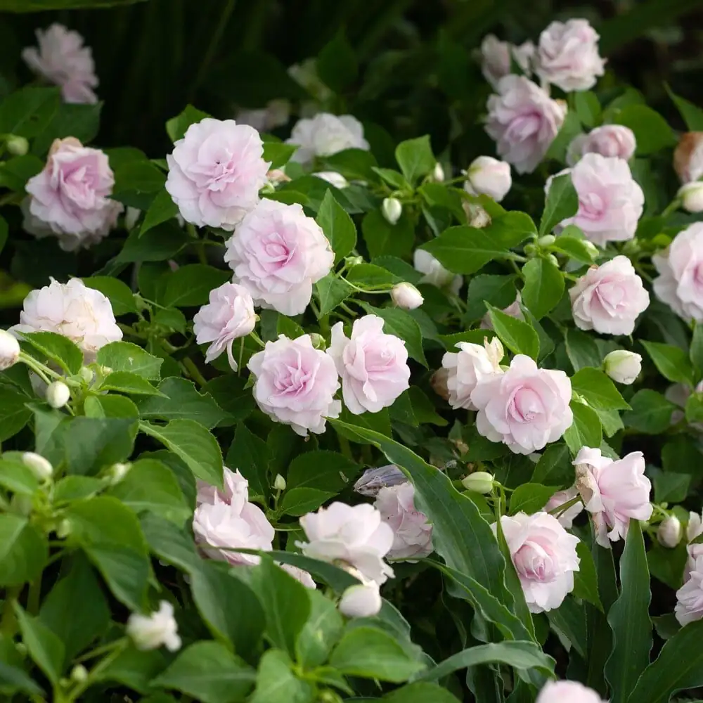 Pop! The Exploding-Seed Trick and Other Delightfully ‘Impatient’ Quirks