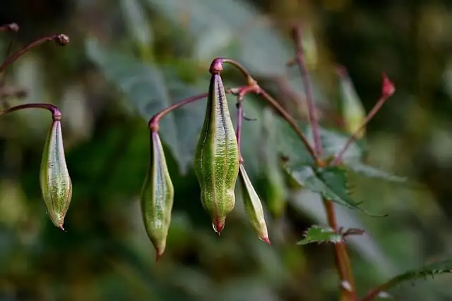 impatiens walleriana seed pod bursting