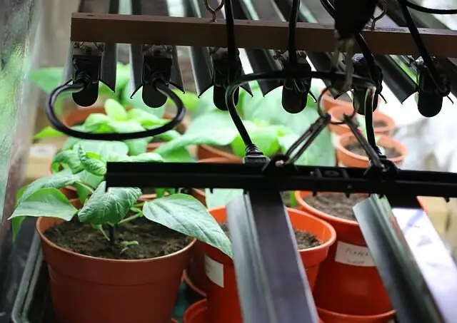 impatiens seedlings under grow lights