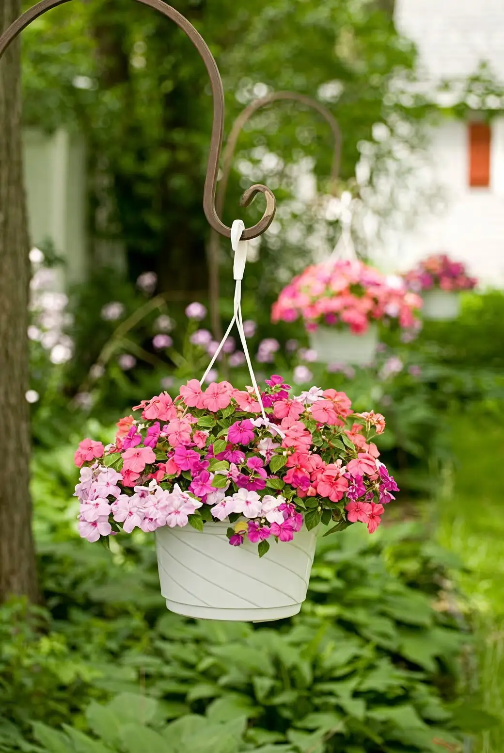impatiens hanging basket cascading blooms